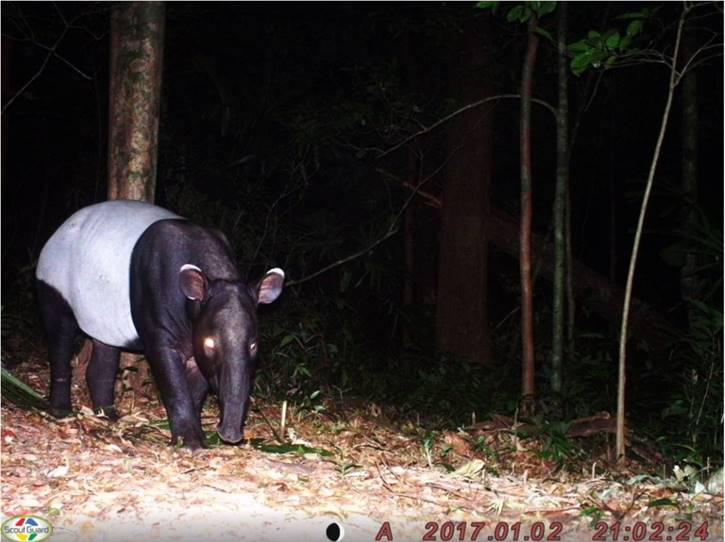 Malayan Tapir