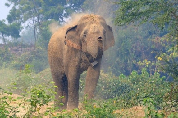 Elephant