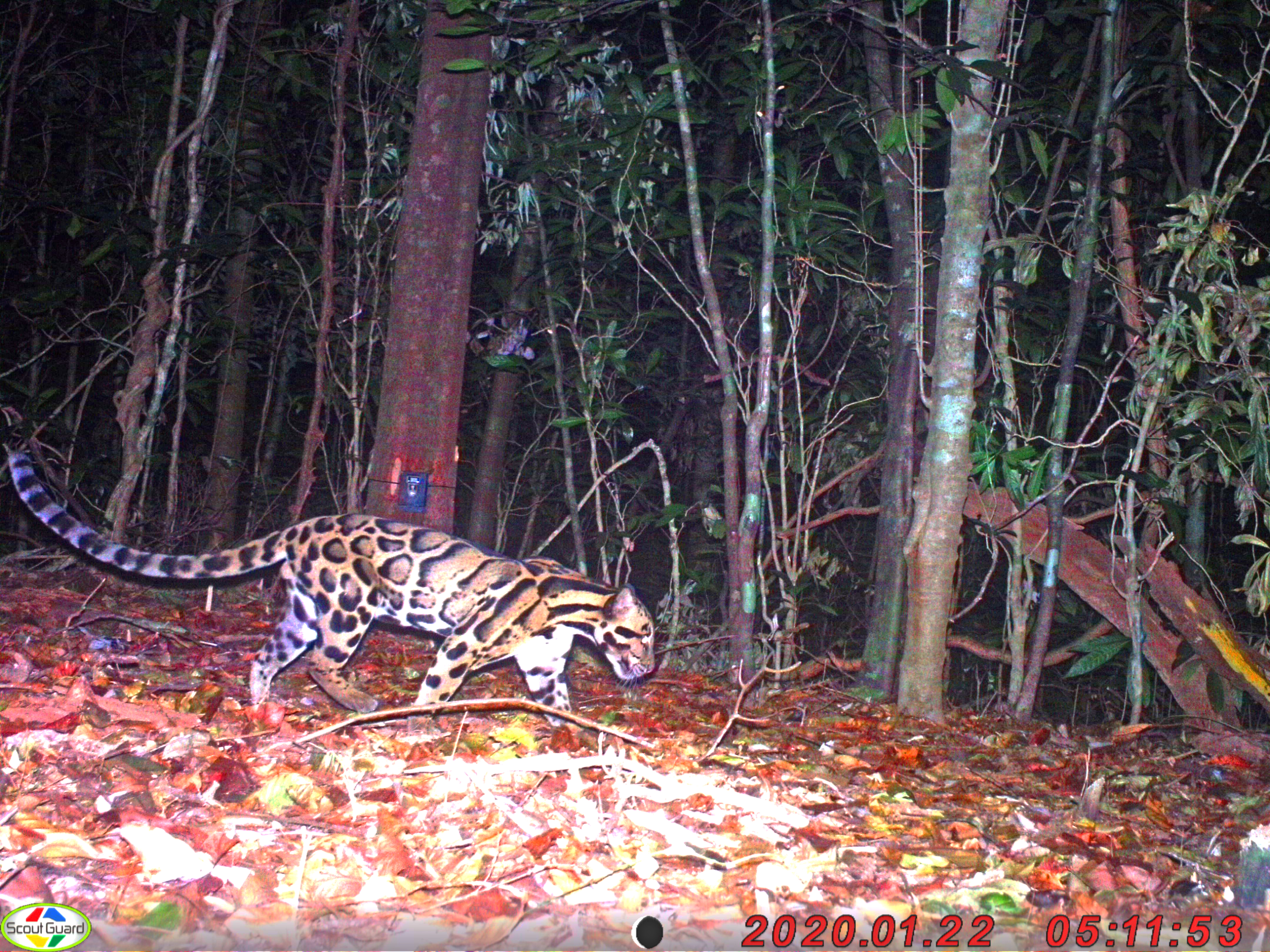 အင်းကျား