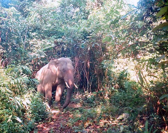 Elephant