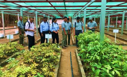 မိကျောင်းလှောင်းပျိုးဥယျာဉ်အတွင်း ပျိုးထောင်ထားရှိသည့် ပျိုးပင်များကို ကြည့်ရှုစစ်ဆေးခြင်း